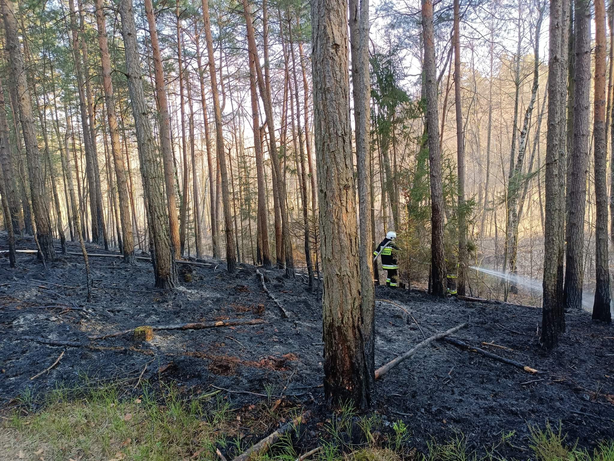 Dębiny: Pożar lasu post thumbnail image